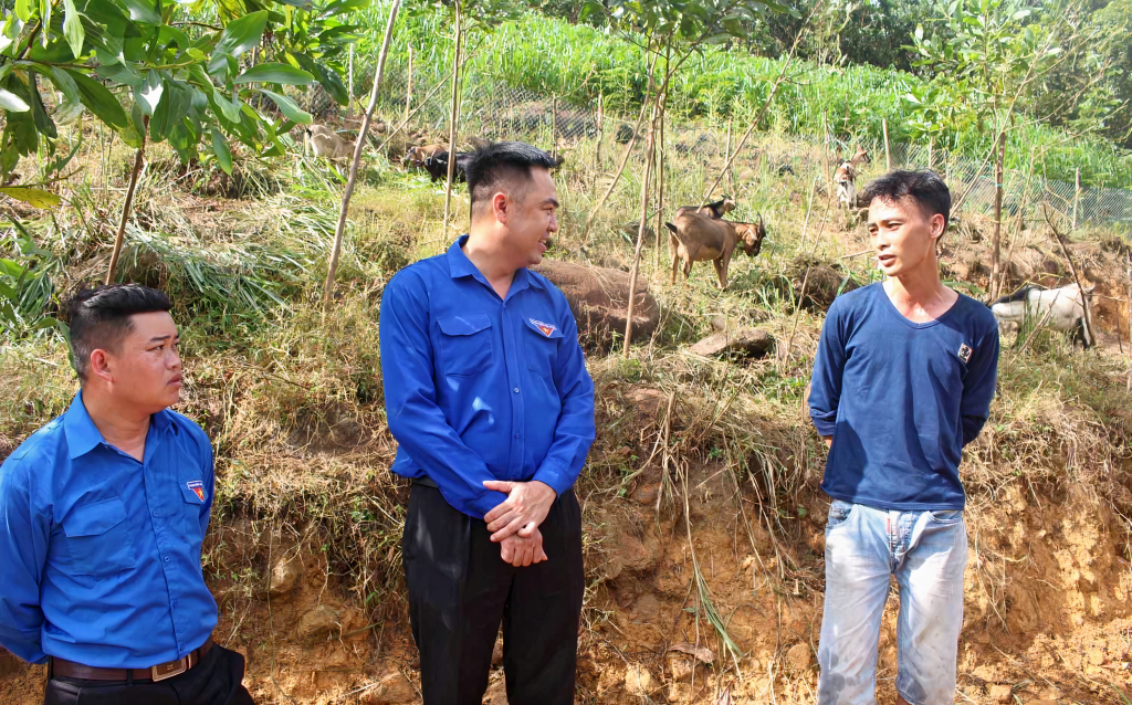 Huyện Đoàn Đầm Hà đến thực tế tại mô hình nuôi dê của anh Chíu Cắm Phúc ở xã Quảng Lâm (huyện Đầm Hà).