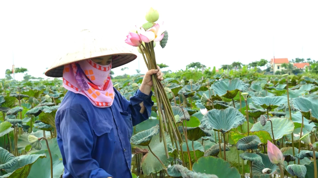 Nông dân phường Hồng Phong (TP Đông Triều) trồng sen trên đất ao đầm bỏ hoang, vừa cải tạo đất, làm sạch môi trường, tạo cảnh quan vùng NTM.