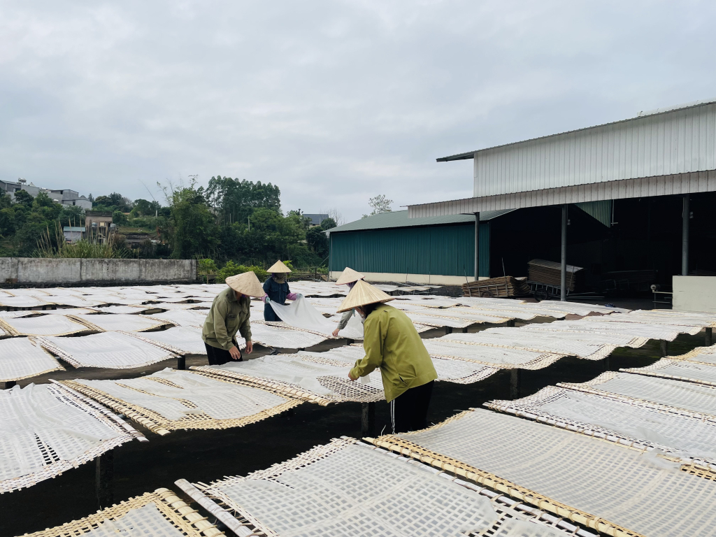 Sản xuất miến dong tại Công ty CP Thương mại và Dịch vụ Bình Liêu. Ảnh: Thu Trang