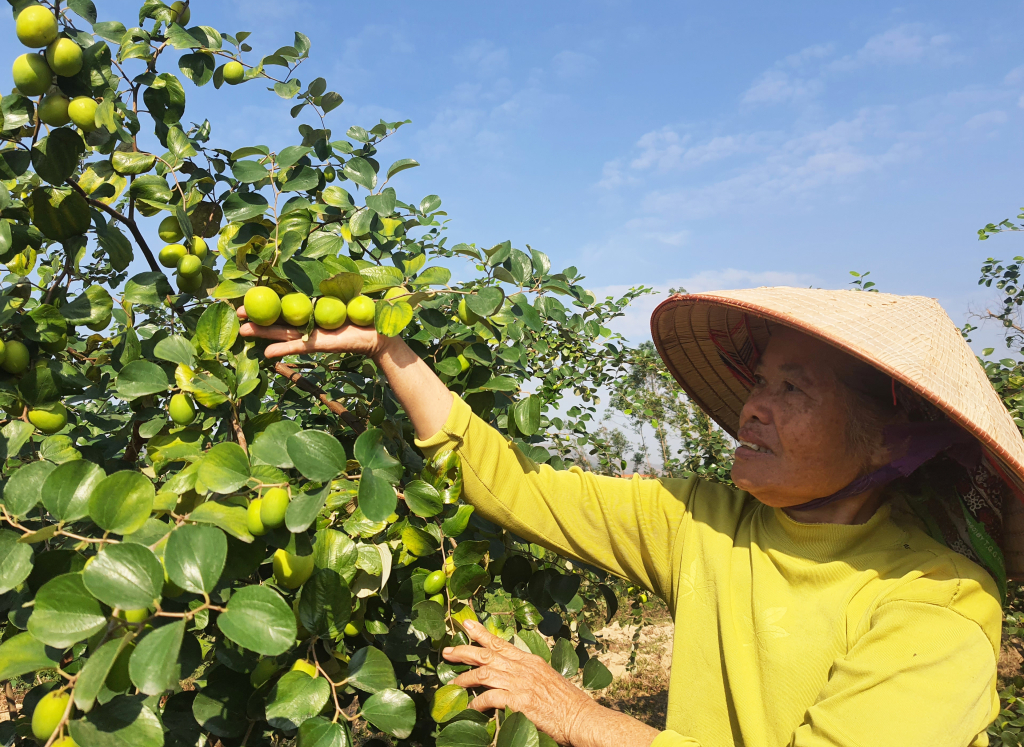 Nông dân phường Bắc Sơn, TP Uông Bí vào vụ thu hoạch nông sản.