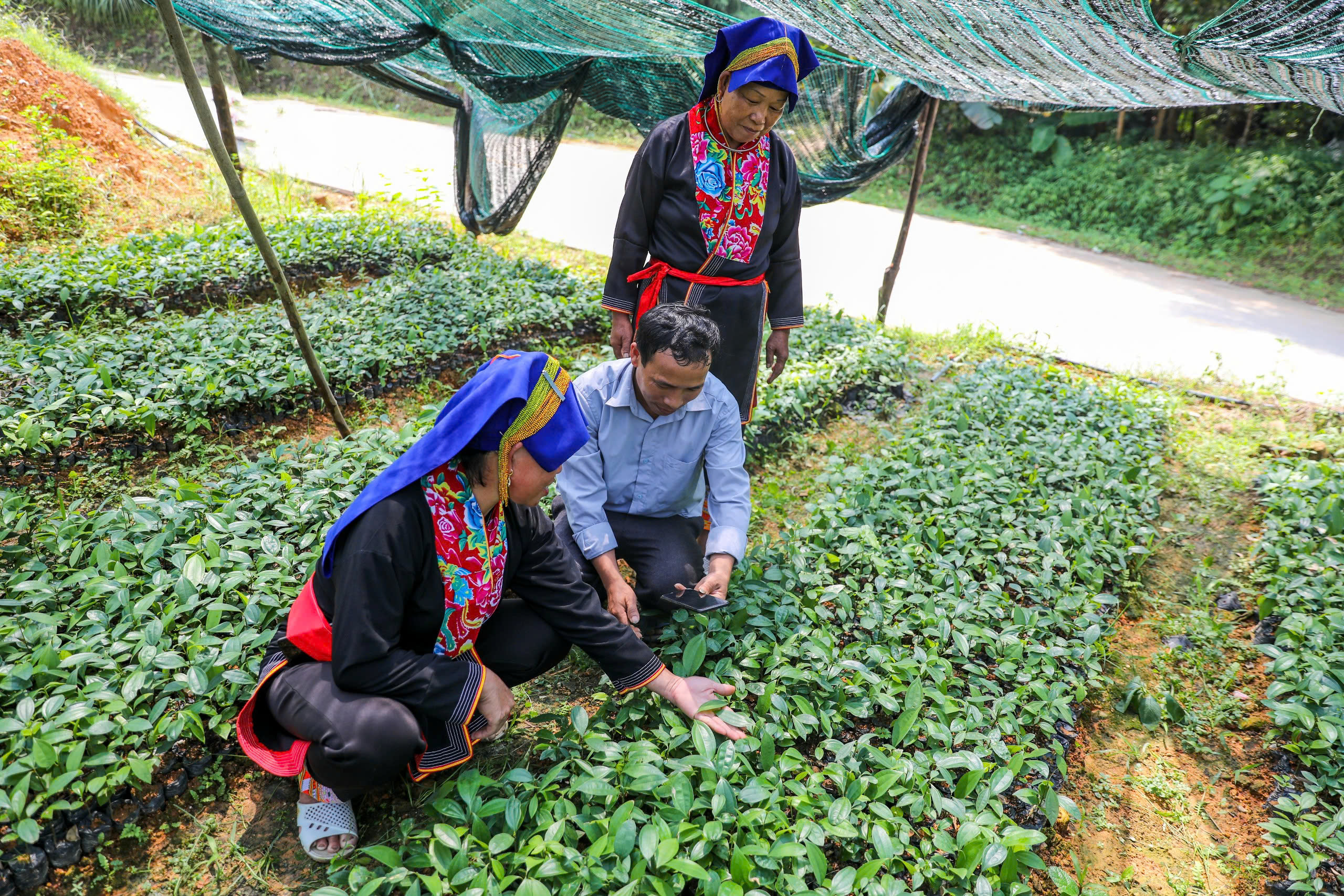 Người dân thôn Tàu Tiên, xã Đồn Đạc, huyện Ba Chẽ nhân giống cây trồng, phát triển rừng gỗ lớn. Ảnh: Hùng Sơn