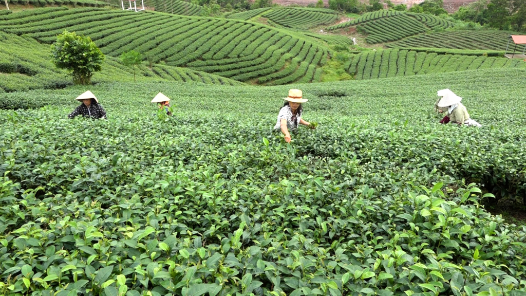 Vùng sản xuất chè tập trung tại xã Quảng Long, huyện Hải Hà.