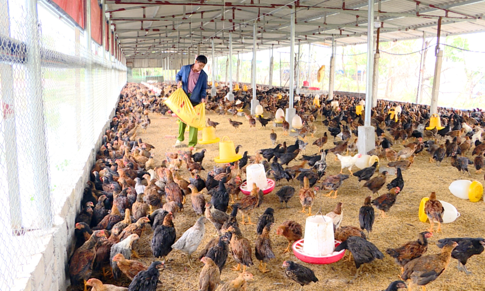 Đông Triều: Nông dân tích cực tái đàn vật nuôi