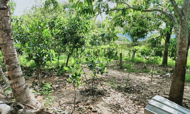 Điều kiện chuyển đất trồng cây thành đất ở
