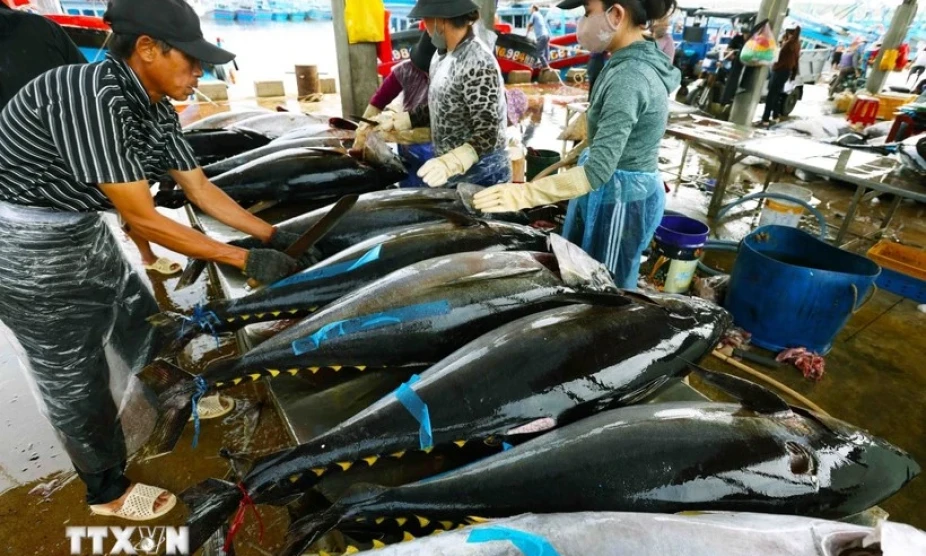 Tuna exports poised to hit 1 billion USD this year 