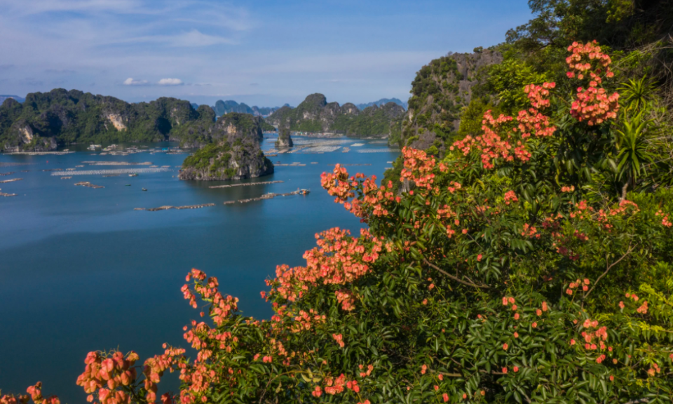 Ha Long Bay - 30 years and international titles