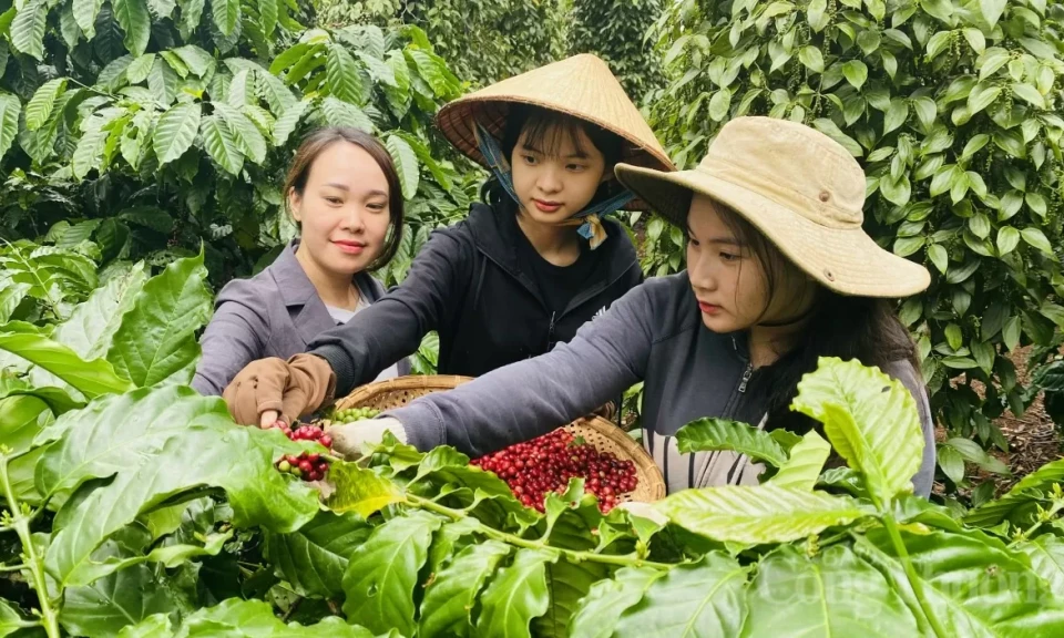 Xuất khẩu cà phê 11 tháng năm 2024 thu về 4,84 tỷ USD