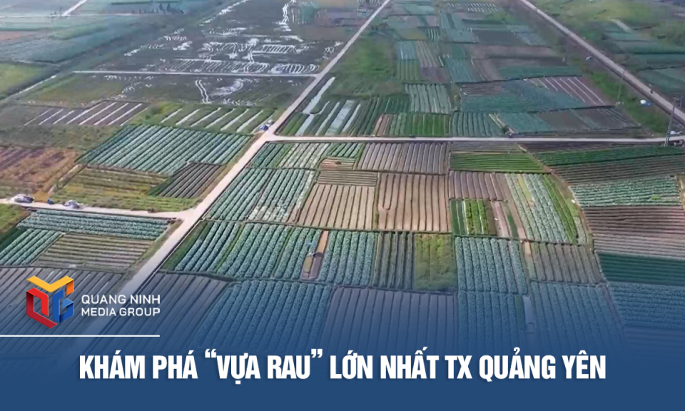 Khám phá vựa rau lớn nhất TX Quảng Yên