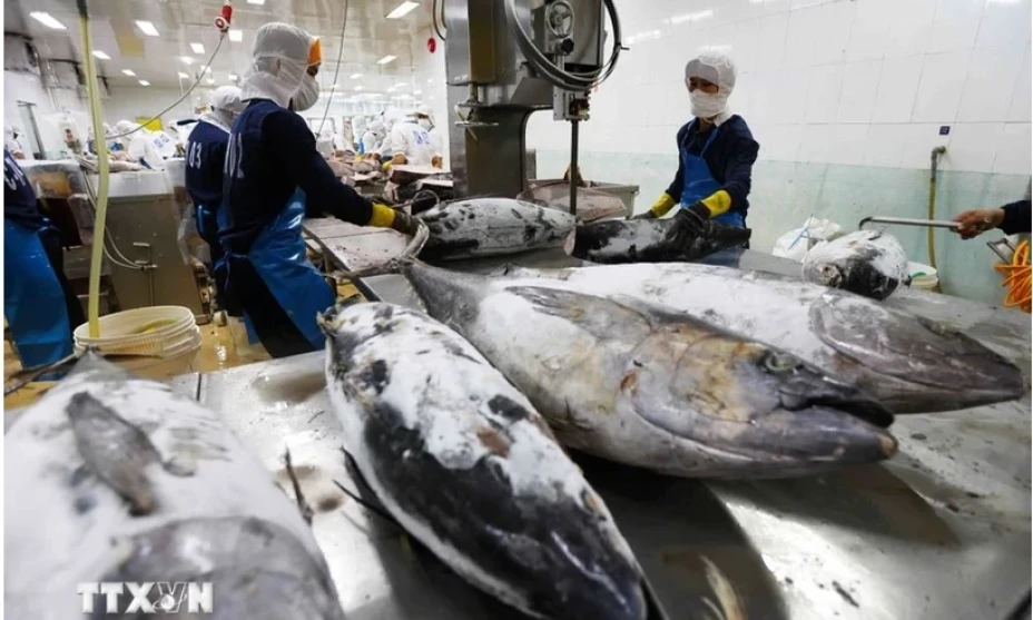 Vietnam’s tuna exports gain larger market shares in key markets 