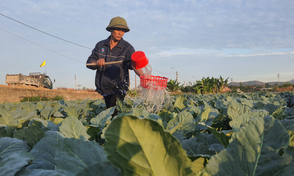 Nông nghiệp Quảng Ninh phục hồi và phát triển