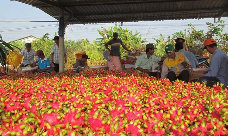 Nhiều kỷ lục mới trong tiêu thụ nông sản