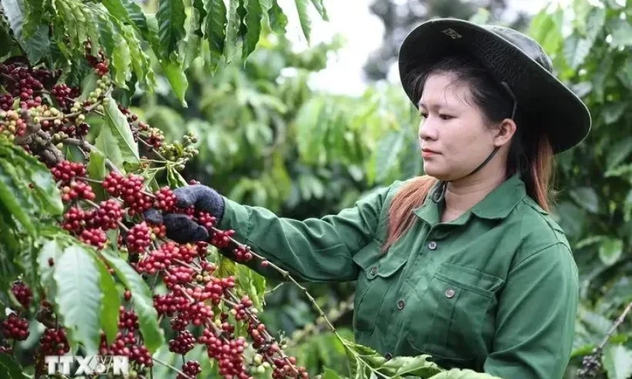 Vietnam’s coffee exports possibly top 5 billion USD for first time 
