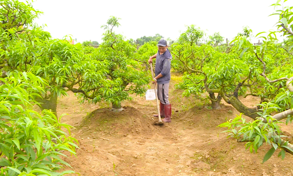 HND huyện Hải Hà: Khẳng định vai trò trong thúc đẩy phát triển nông nghiệp, nông thôn