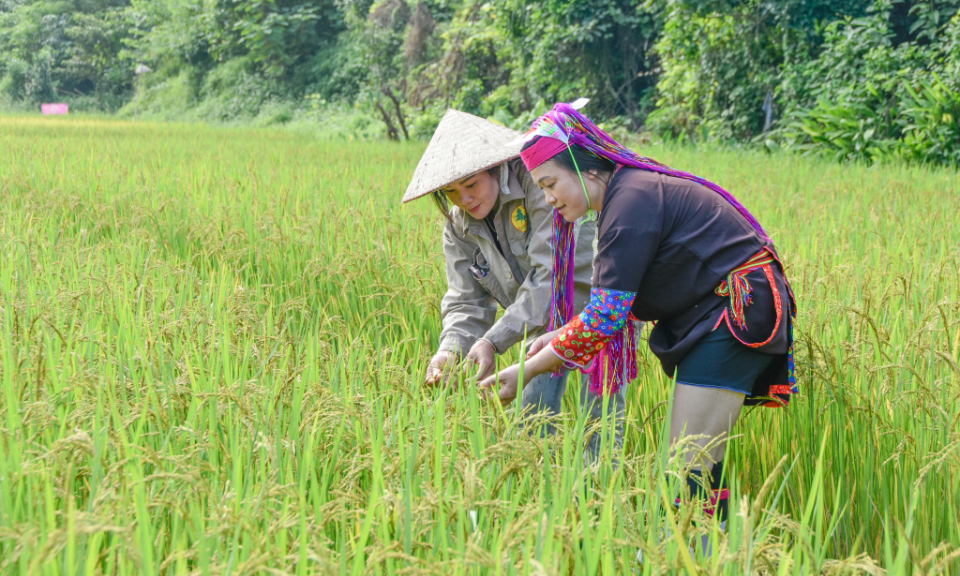 Làm việc Đảng, lo việc dân