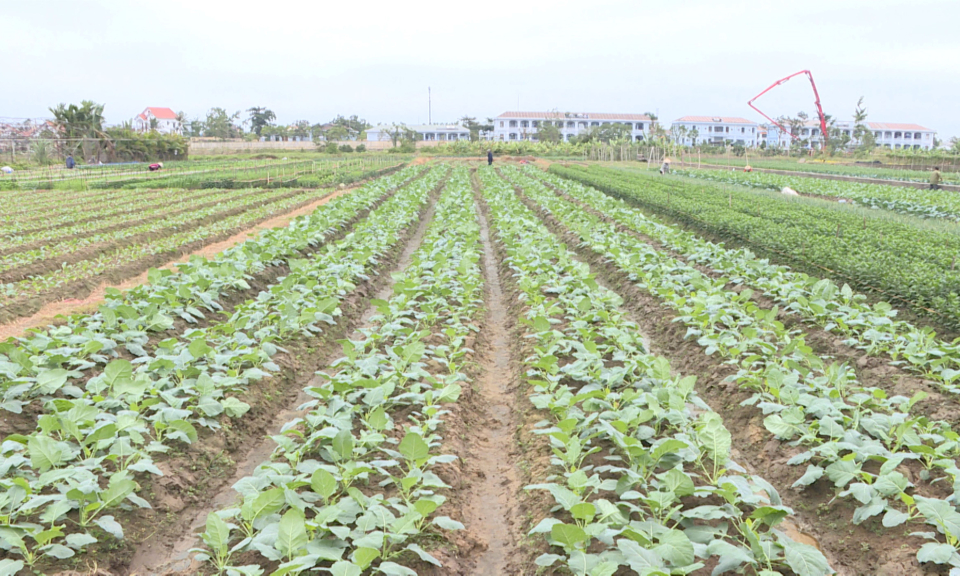 Quảng Yên tập trung sản xuất rau vụ đông