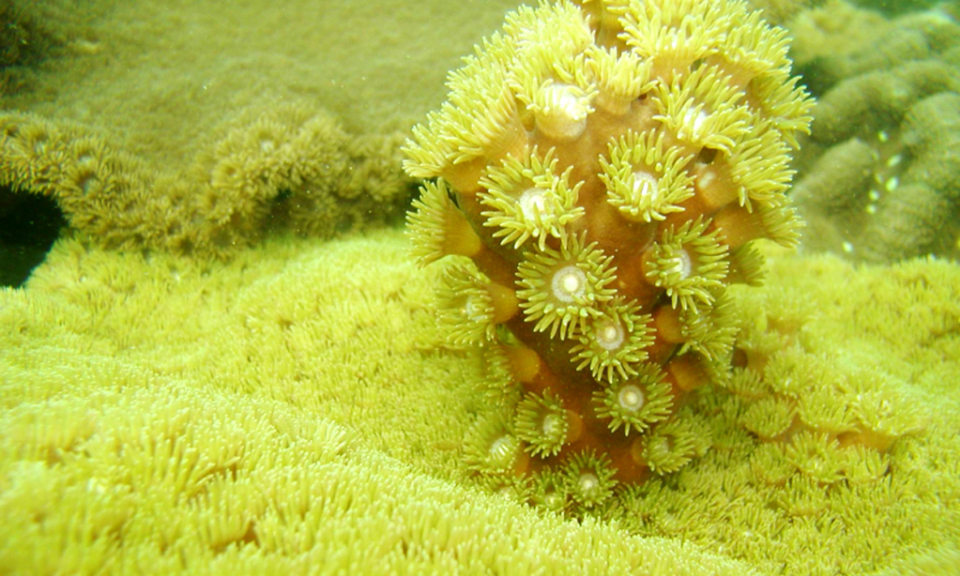 Mesmerizing coral reefs in Ha Long Bay