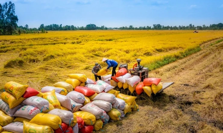 Xuất khẩu gạo sang Trung Quốc cần làm gì để lấy lại đà tăng trưởng?