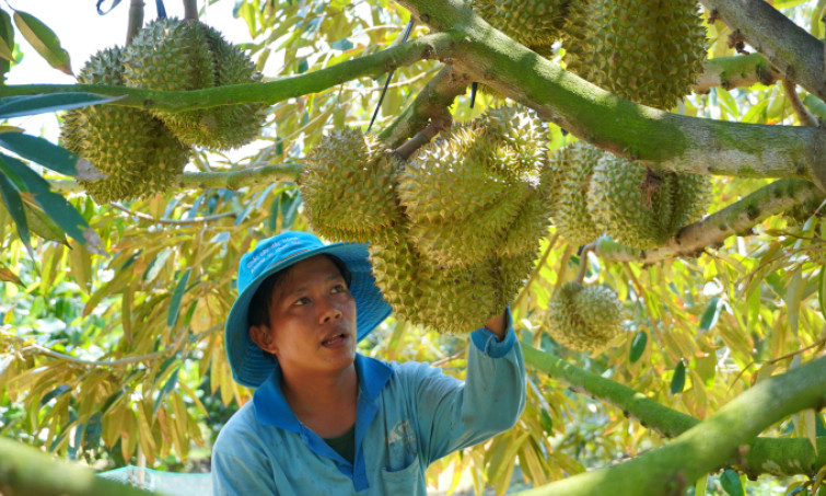 Trung Quốc chi hơn 100.000 tỷ đồng mua rau quả Việt