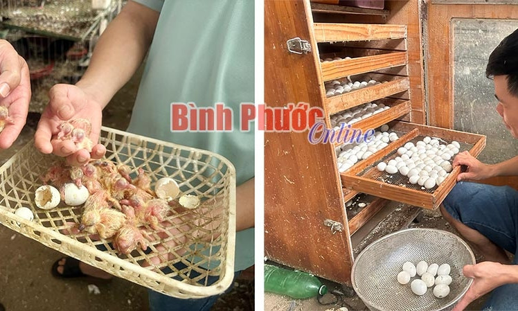 Thu bạc triệu từ nuôi chim bồ câu 