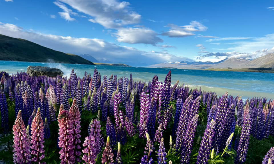 Ngắm hoa lupin khoe sắc bên hồ Tekapo, New Zealand