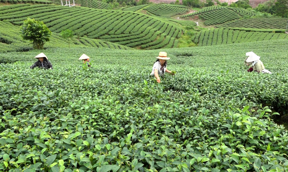 Kết nối tiêu thụ sản phẩm, nâng cao đời sống người dân