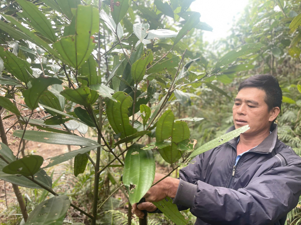 Anh Sằn A Phật (thôn Khe Nặc, xã Đại Dực, huyện Tiên Yên) chăm sóc rừng quế hữu cơ.