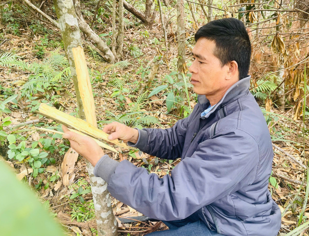 Anh Sằn A Phật (thôn Khe Nặc, xã Đại Dực, huyện Tiên Yên) kiểm tra chất lượng vỏ quế tươi.