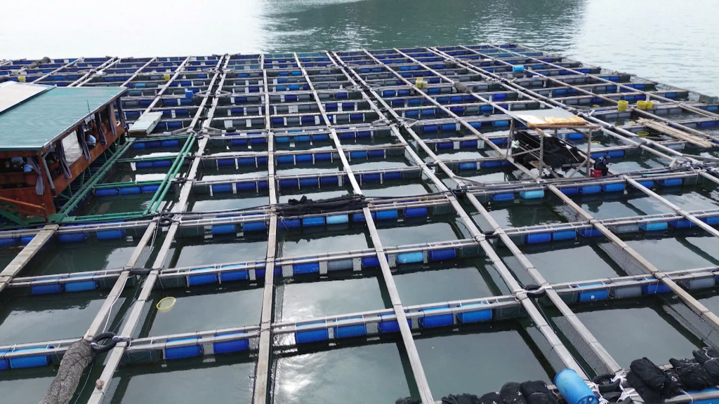 Một bè NTTS của người dân Vân Đồn sử dụng vật liệu HDPE bền vững, thân thiện môi trường.
