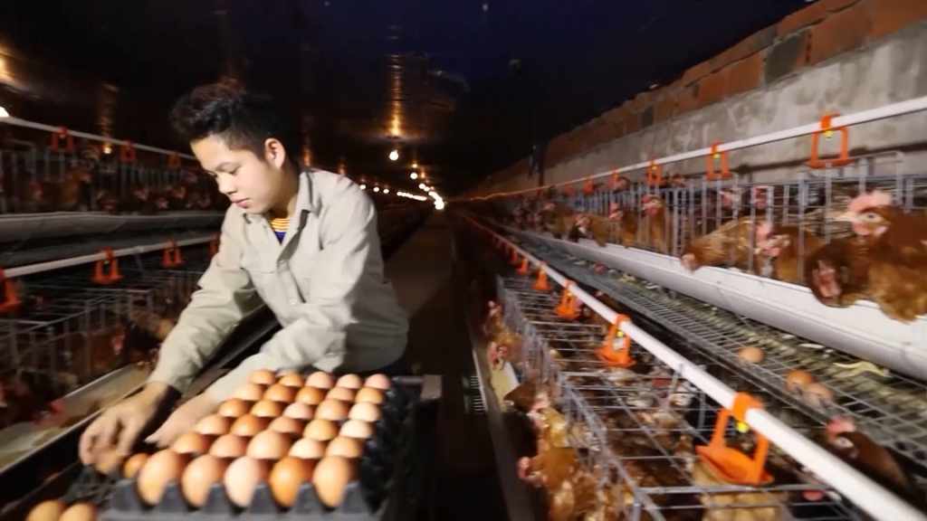 Những năm gần đây HTX sản xuất, kinh doanh nông nghiệp Tuyền Hiền (huyện Đầm Hà) ứng dụng công nghệ hiện đại trong kiểm soát môi trường nuôi giống gà bản địa cho hiệu quả kinh tế cao.