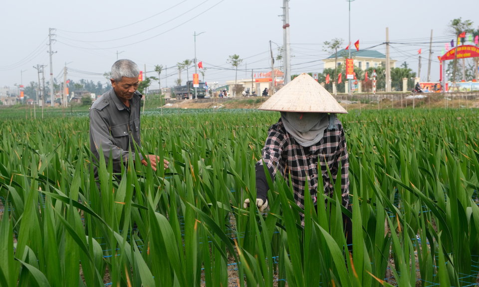  TX Quảng Yên: Tết tươi vui, an toàn, đầm ấm