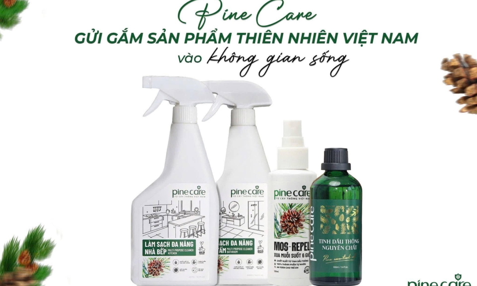 Pine Care bảo tồn và phục hồi những cánh rừng thông Mã Vĩ