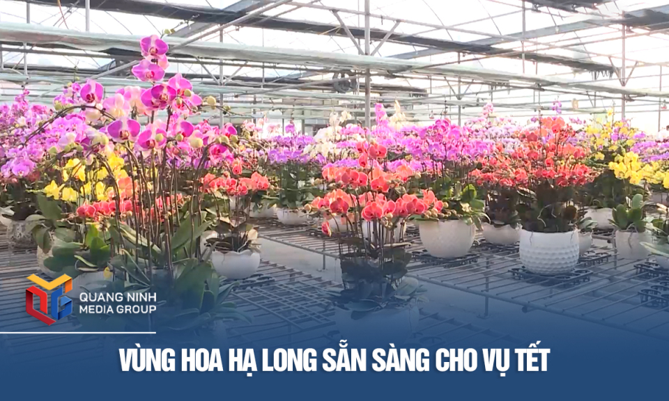 Vùng hoa Hạ Long sẵn sàng cho vụ Tết