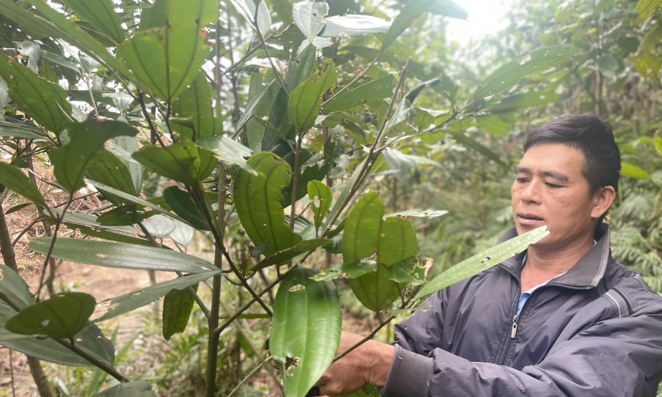 Người tiên phong trồng quế hữu cơ ở Khe Lặc