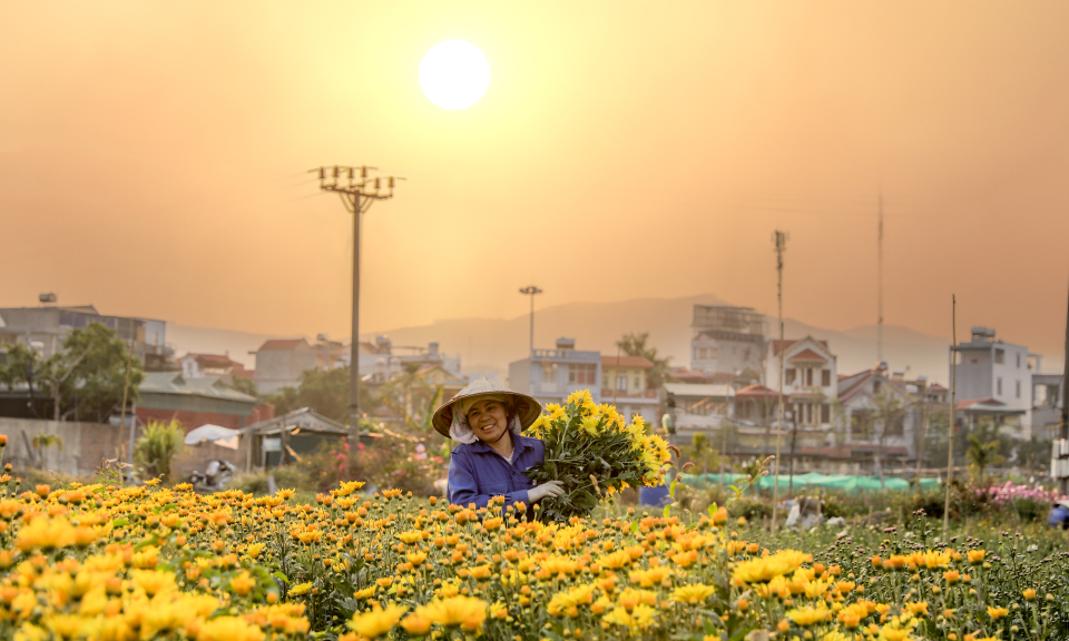 Đồng Chè rực rỡ đón xuân