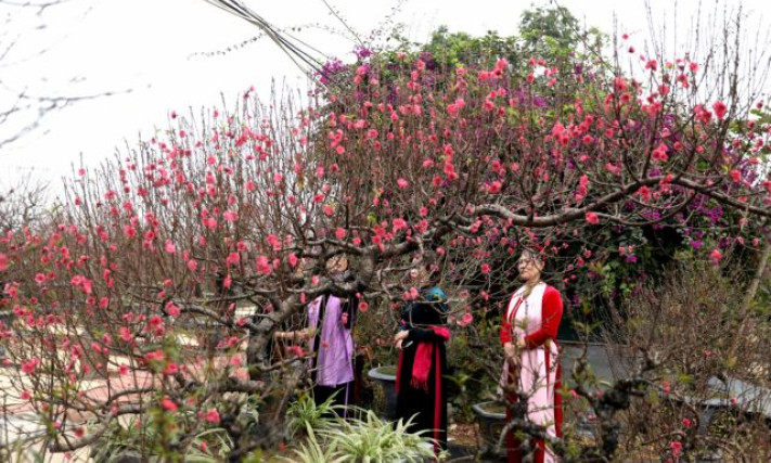 Vibrant blossoms bloom across the country to welcome Tết