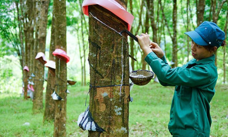 Giá cao su tăng cao từ xuất khẩu