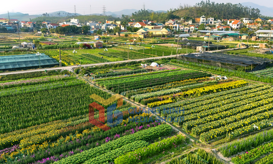 Làng hoa Hoành Bồ