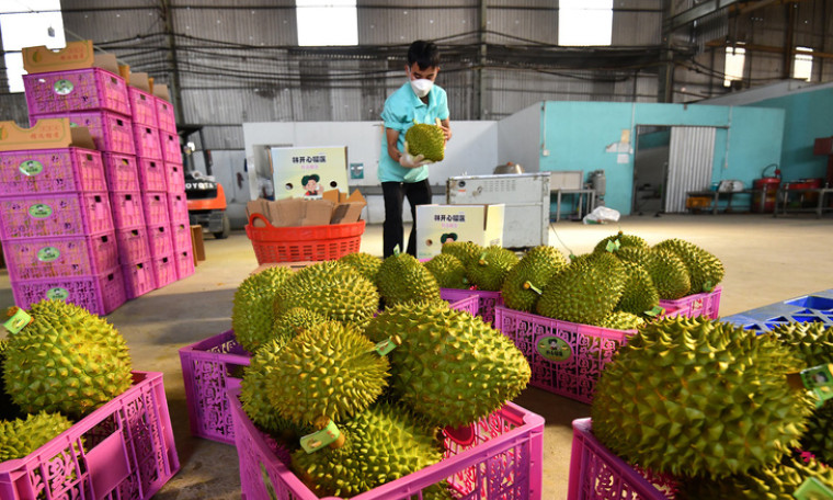 Sầu riêng Việt Nam 'tắc đường' sang Trung Quốc vì giấy kiểm định chất vàng O