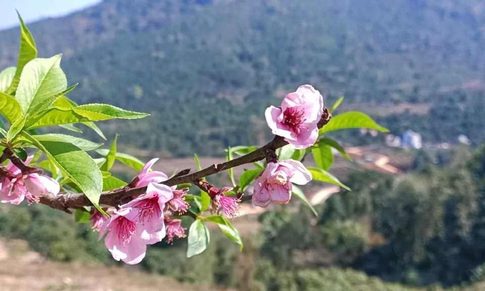 Dao people in Binh Lieu enjoy early Tet