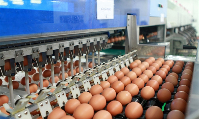 Việt Nam sets import tariff quotas for salt and poultry eggs in 2025