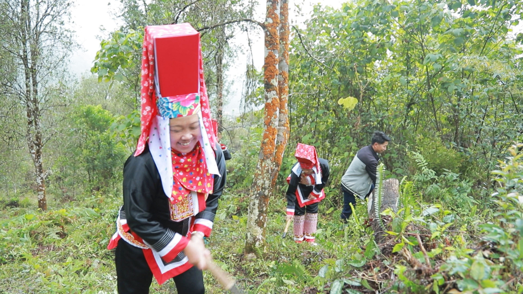 Người dân xã Đồng Văn, huyện Bình Liêu vệ sinh rừng hồi sau Tết Nguyên đán Ất Tỵ.