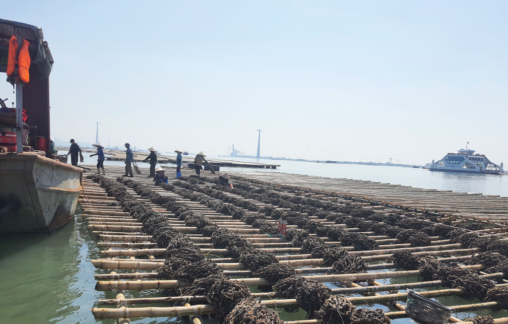 Ngày mồng 5 tháng 1 âm lịch, người dân NTTS xã Liên Vị, TX Quảng Yên triển khai ương, dưỡng lô giống hầu cửa sông vừa nhập về, sẵn sàng cho vụ thả nuôi mới.