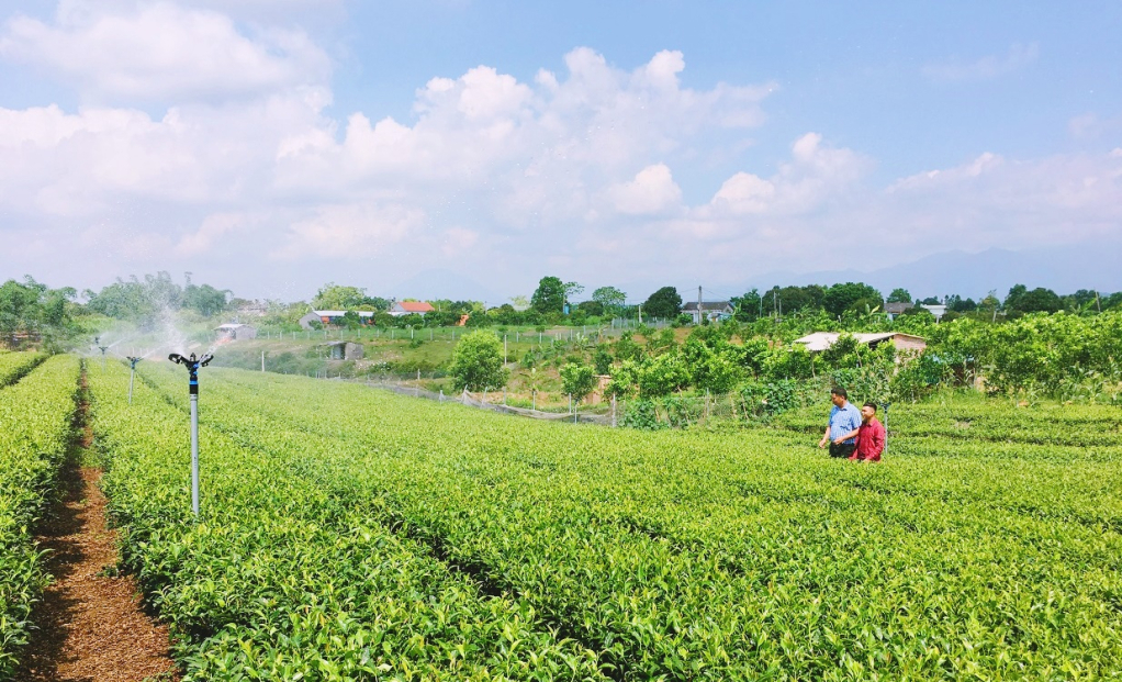 Mô hình trồng chè sử dụng thiết bị tưới tự động của người dân thôn Hải Đông, xã Quảng Thành (huyện Hải Hà). Ảnh: Minh Đức