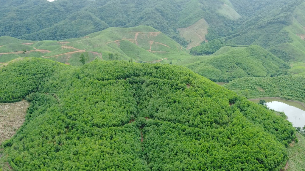 Năm 2025, tỉnh Quảng Ninh phấn đấu trồng rừng tập trung đạt trên 31.847 ha.