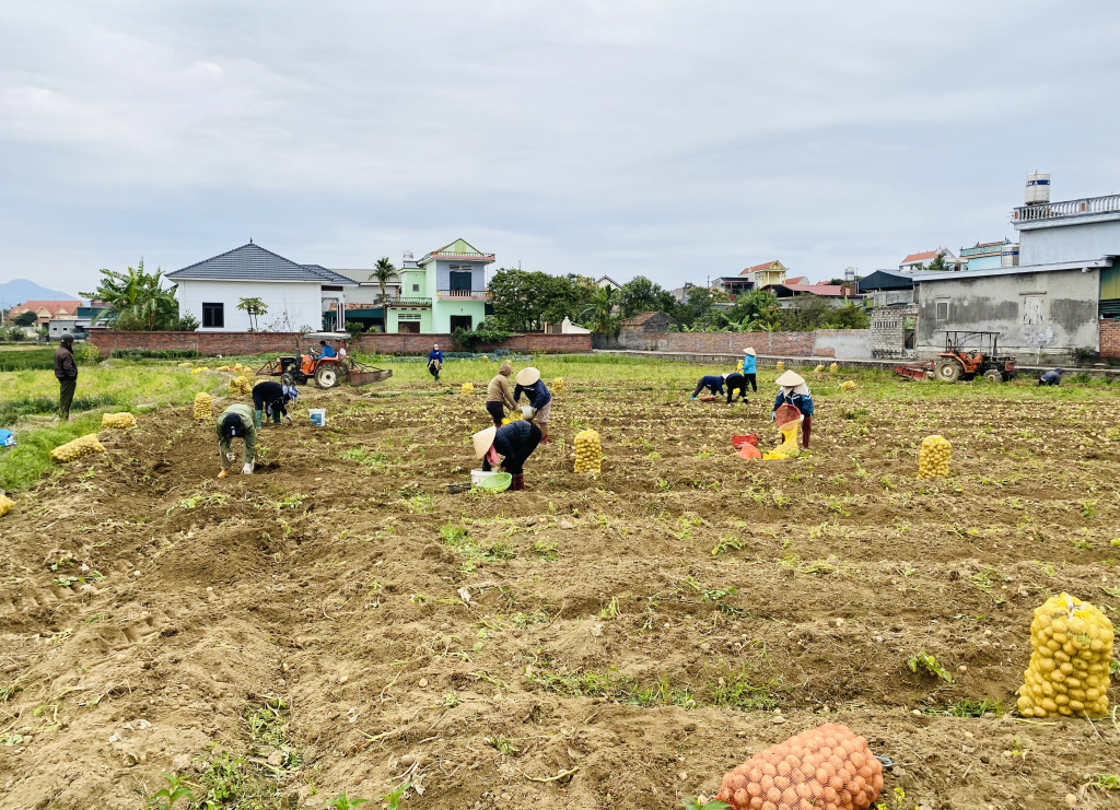 Nông dân phường Bình Dương, TP Đông Triều phấn khởi thu hoạch khoai tây Atlantic vụ Đông - Xuân 2024-2025.