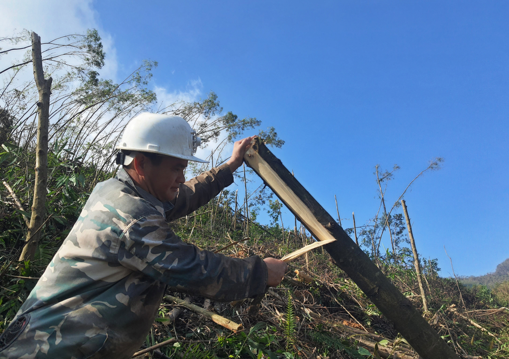 Anh Chìu A Sám khẩn trương phát dọn rừng đổ gãy sau bão số 3 Yagy để kịp thời trồng rừng trong vụ trồng rừng đầu năm 2025 này. 