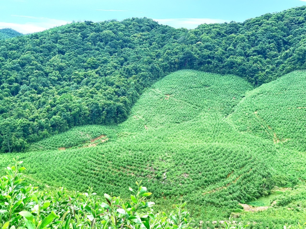 Một diện tích rừng trồng ngay sau bão Yagy tại xã Tân Dân, TP Hạ Long.