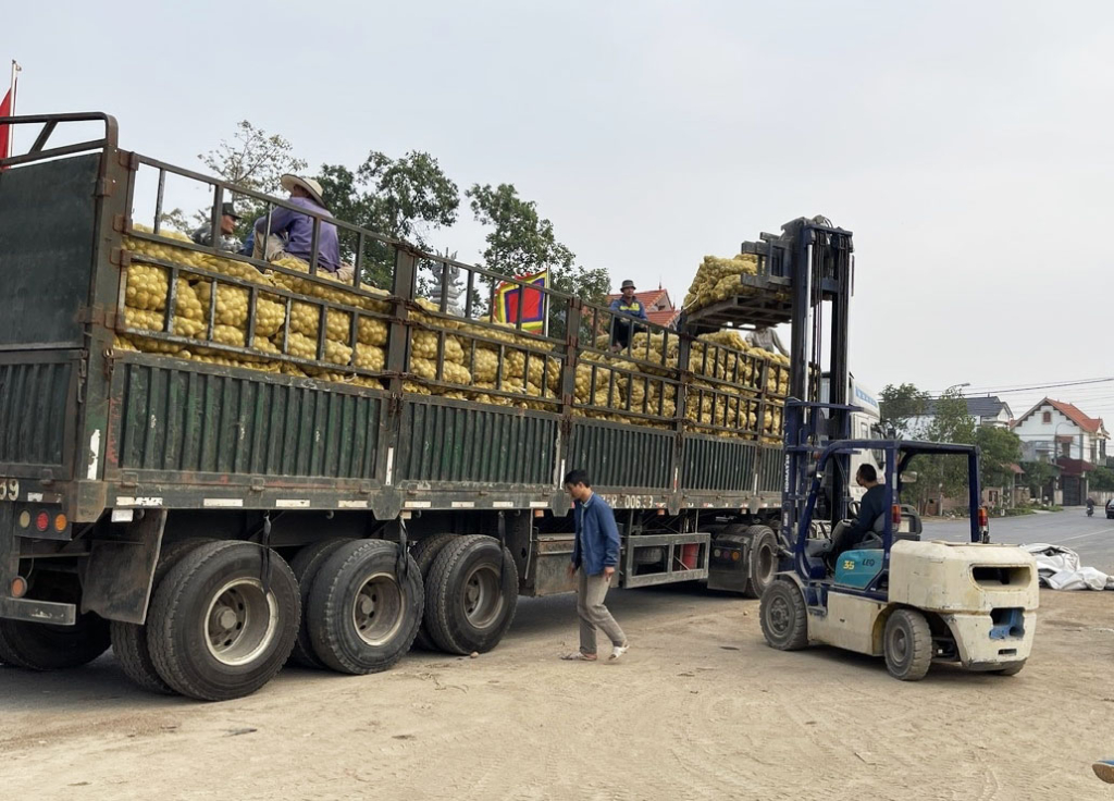 Thông qua sự kết nối của HTX dịch vụ nông nghiệp Bình Dương (TP Đông Triều) người nông dân xuất bán khoai tây Atlantic cho đơn vị bao tiêu sản phẩm là Công ty TNHH thực phẩm Orion Việt Nam.