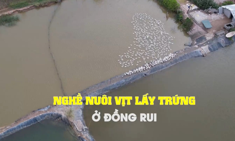 Nghề nuôi vịt lấy trứng ở Đồng Rui