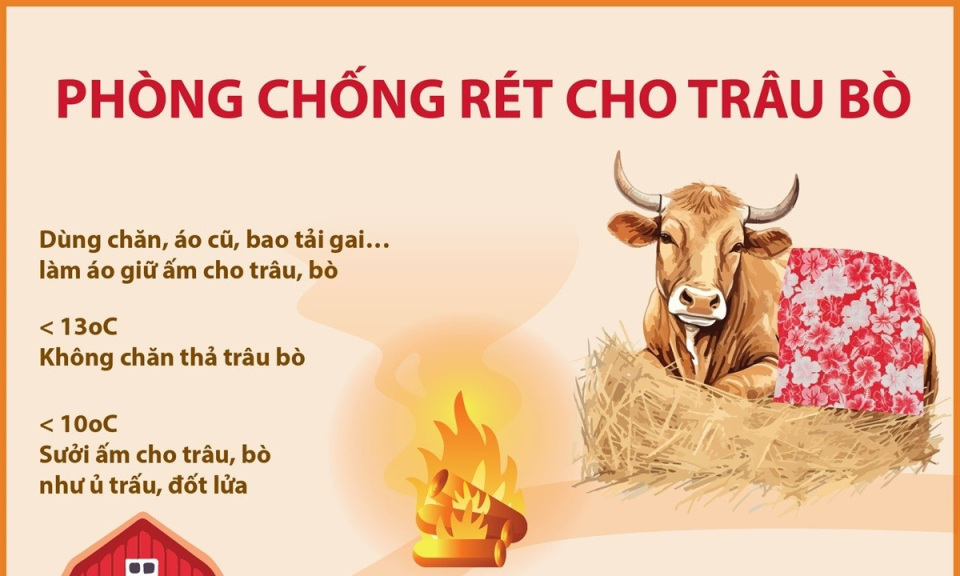 Chủ động phòng chống rét cho trâu bò, giảm thiểu thiệt hại